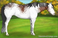 Horse Color:White Spotted Bay Ice 