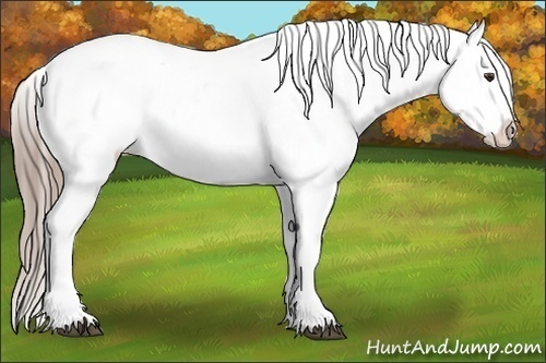 Horse Color:White Spotted Liver Chestnut Varnish Rabicano
