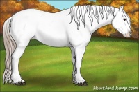 Horse Color:White Spotted Liver Chestnut Varnish Rabicano