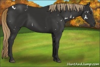 Horse Color:White Spotted Liver Chestnut 