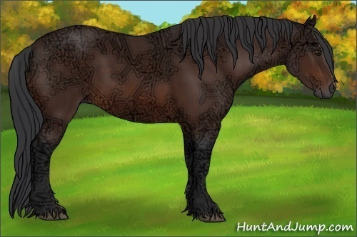 Horse Color:Bay Ice Sabino