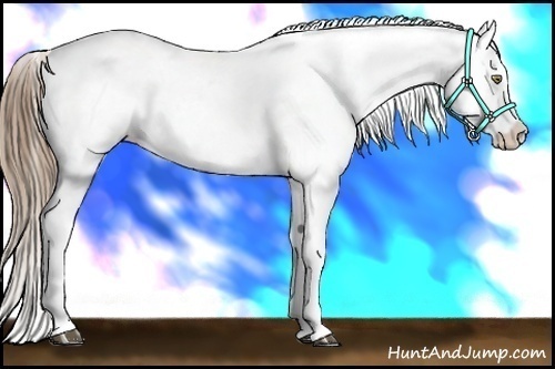 Horse Color:White Spotted Liver Chestnut Pearl Appaloosa