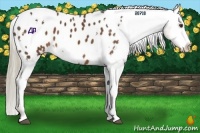 Horse Color:White Spotted Liver Chestnut Appaloosa 