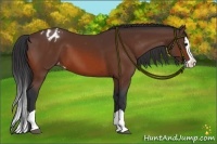 Horse Color:Bay Splash Appaloosa 