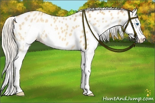 Horse Color:Silver Amber Champagne Splash Appaloosa 