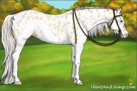 Horse Color:Silver Amber Champagne Splash Appaloosa