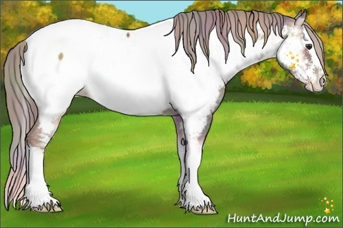 Horse Color:Nacre Liver Red Onyx Sabino Splash Appaloosa 