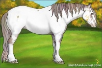 Horse Color:Nacre Liver Red Onyx Sabino Splash Appaloosa 
