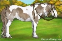 Horse Color:Liver Chestnut Splash Tobiano 