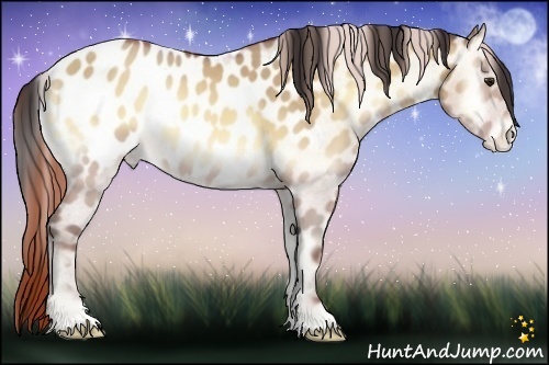 Horse Color:Sable Champagne Onyx Appaloosa 