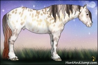 Horse Color:Sable Champagne Onyx Appaloosa 