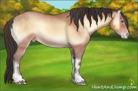 Horse Color:Amber Champagne Onyx Sabino