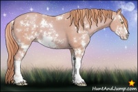 Horse Color:Watercolor Gold Champagne Sabino 