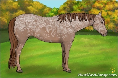 Horse Color:Chestnut Ice Rabicano