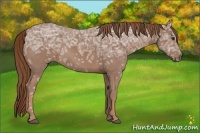 Horse Color:Chestnut Ice Rabicano