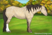 Horse Color:Amber Cream Champagne Ice Dun 