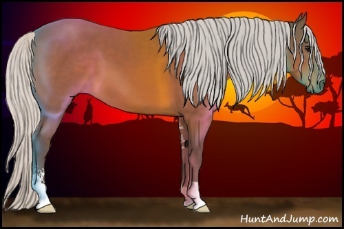 Horse Color:Silver Bay Sabino 