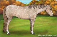 Horse Color:Liver Chestnut Pearl Sabino Appaloosa Rabicano 
