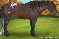 Horse Color:Bay Appaloosa 
