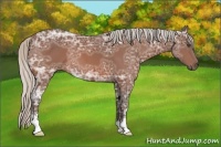 Horse Color:Silver Bay Ice Sabino 