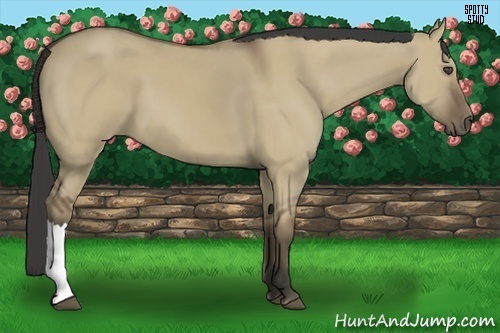 Horse Color:Buckskin Dun 