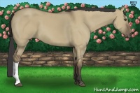 Horse Color:Buckskin Dun 
