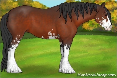 Horse Color:Brown Sabino