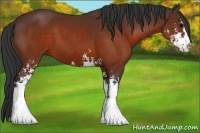 Horse Color:Brown Sabino