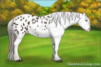 Horse Color:Liver Chestnut Sabino Appaloosa 