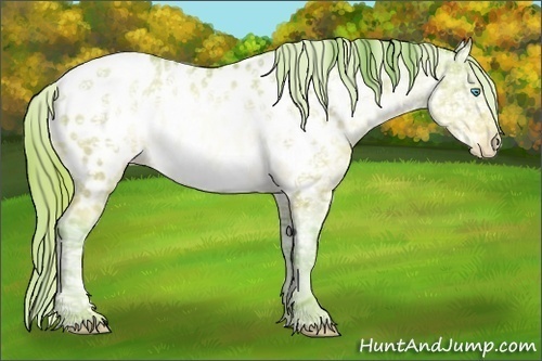 Horse Color:Watercolor Buckskin Ice Pearl Sabino Appaloosa 