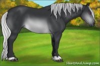 Horse Color:Silver Brown Chinchilla 