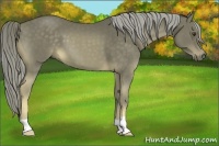 Horse Color:Chocolate Palomino 