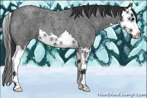 Horse Color:Blue Roan Splash 