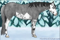Horse Color:Blue Roan Splash 