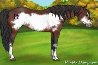 Horse Color:Bay Frame 