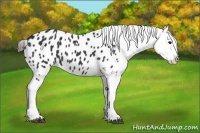 Horse Color:Black Appaloosa 