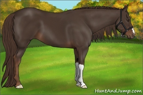Horse Color:Liver Chestnut 