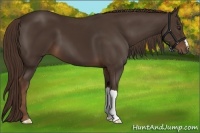 Horse Color:Liver Chestnut 