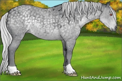 Horse Color:Silver Blue Chinchilla Roan 
