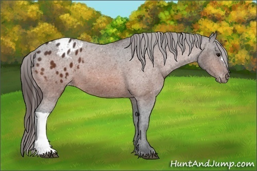 Horse Color:Bay Appaloosa 