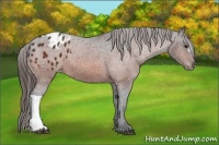 Horse Color:Bay Appaloosa
