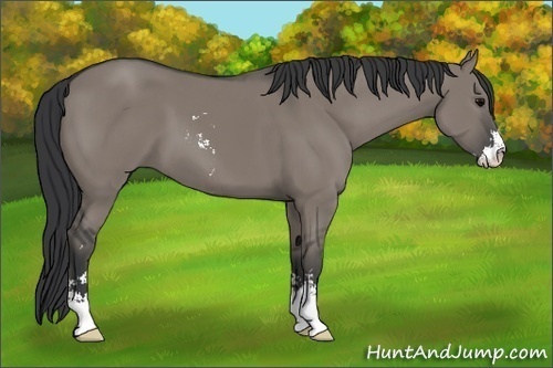 Horse Color:Grullo Sabino 