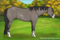 Horse Color:Grullo Sabino