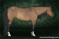 Horse Color:Bay Dun Rabicano 