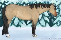 Horse Color:Bay Dun Rabicano 
