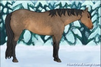 Horse Color:Brown Dun