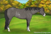 Horse Color:Grullo Sabino Rabicano