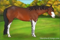 Horse Color:Bay Sabino 