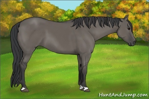 Horse Color:Grullo 