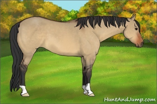 Horse Color:Bay Dun 